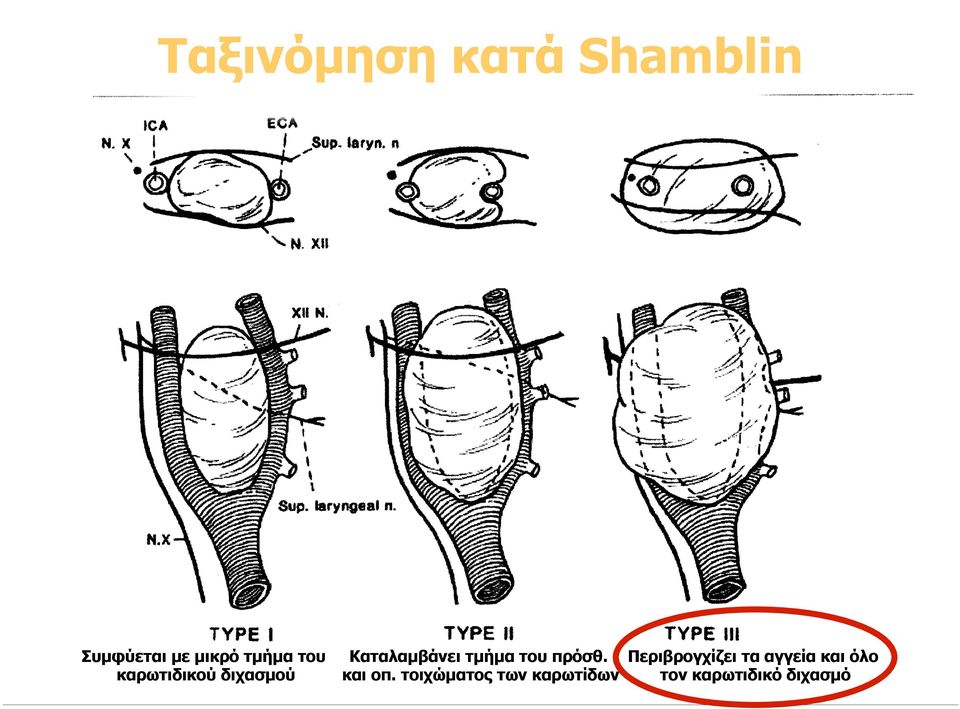 τµήµα του πρόσθ. και οπ.