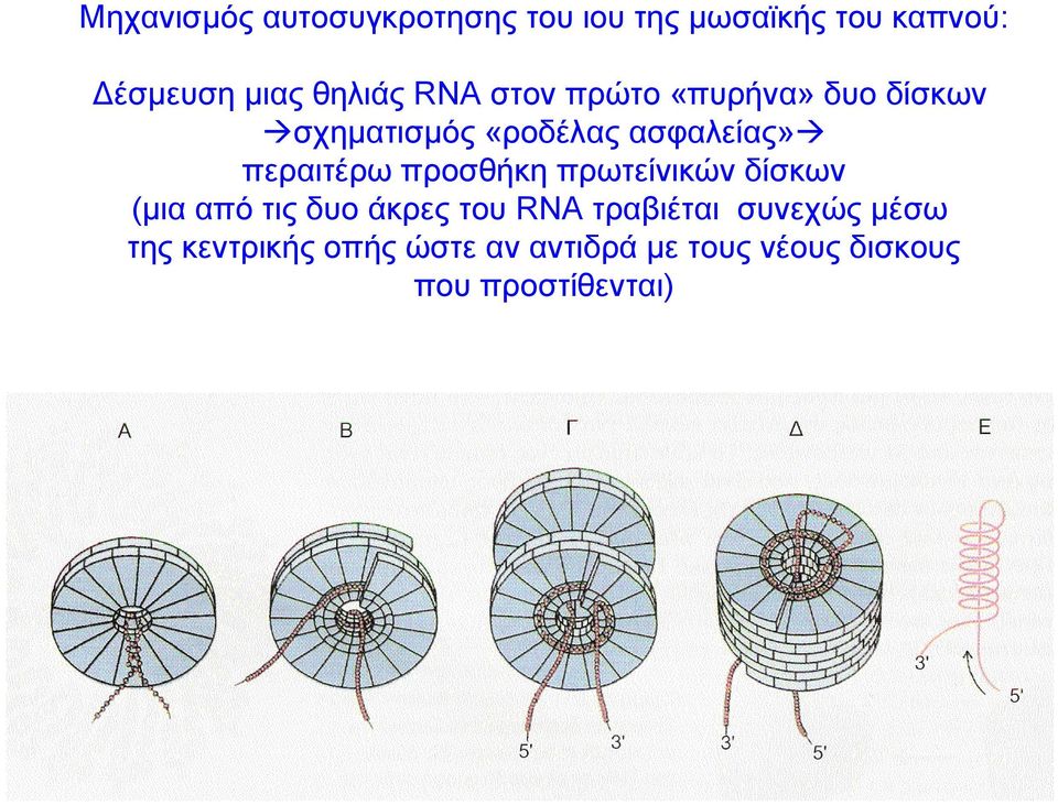 περαιτέρω προσθήκη πρωτείνικών δίσκων (μια από τις δυο άκρες του RNA τραβιέται