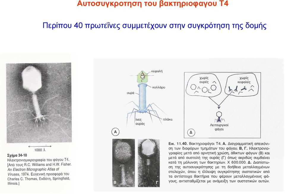 Περίπου 40 πρωτεΐνες