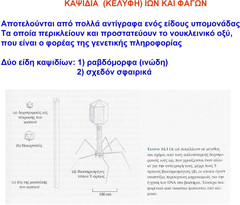 προστατεύουν το νουκλεινικό οξύ, που είναι ο φορέας της