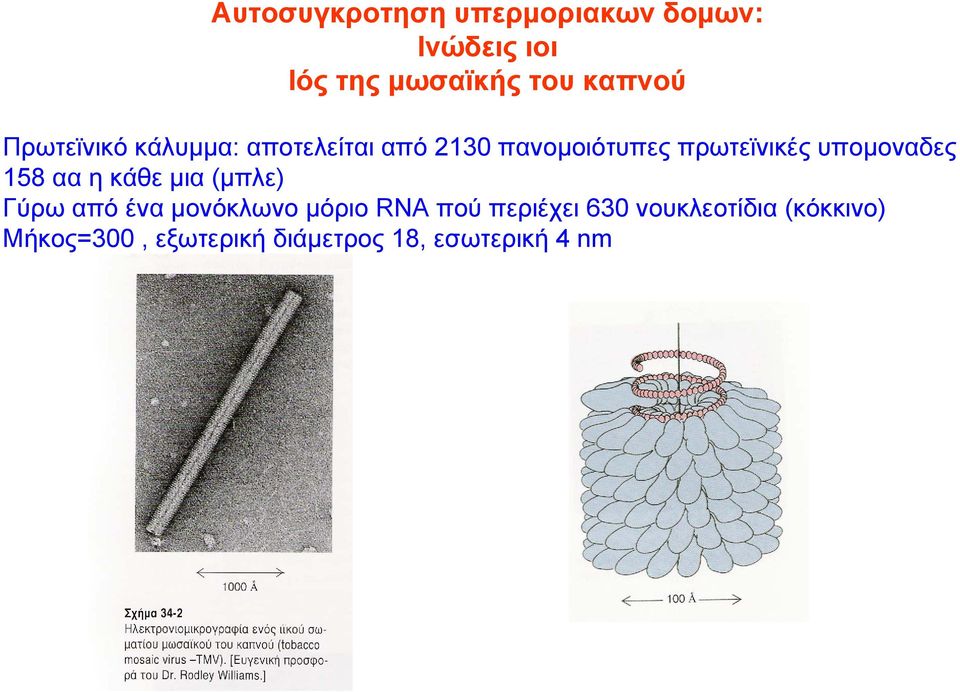 υπομοναδες 158 αα η κάθε μια (μπλε) Γύρω από ένα μονόκλωνο μόριο RNA πού