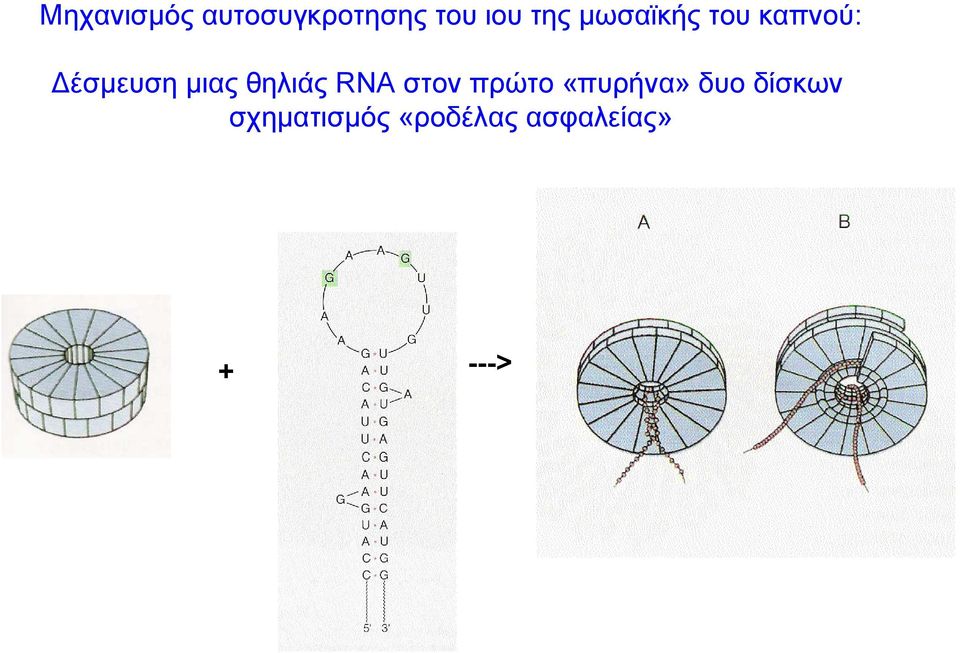 θηλιάς RNA στον πρώτο «πυρήνα» δυο