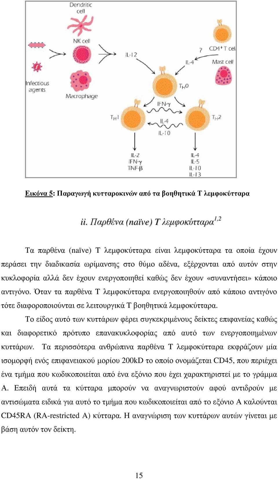 έχουν ενεργοποιηθεί καθώς δεν έχουν «συναντήσει» κάποιο αντιγόνο. Όταν τα παρθένα T λεµφοκύτταρα ενεργοποιηθούν από κάποιο αντιγόνο τότε διαφοροποιούνται σε λειτουργικά T βοηθητικά λεµφοκύτταρα.