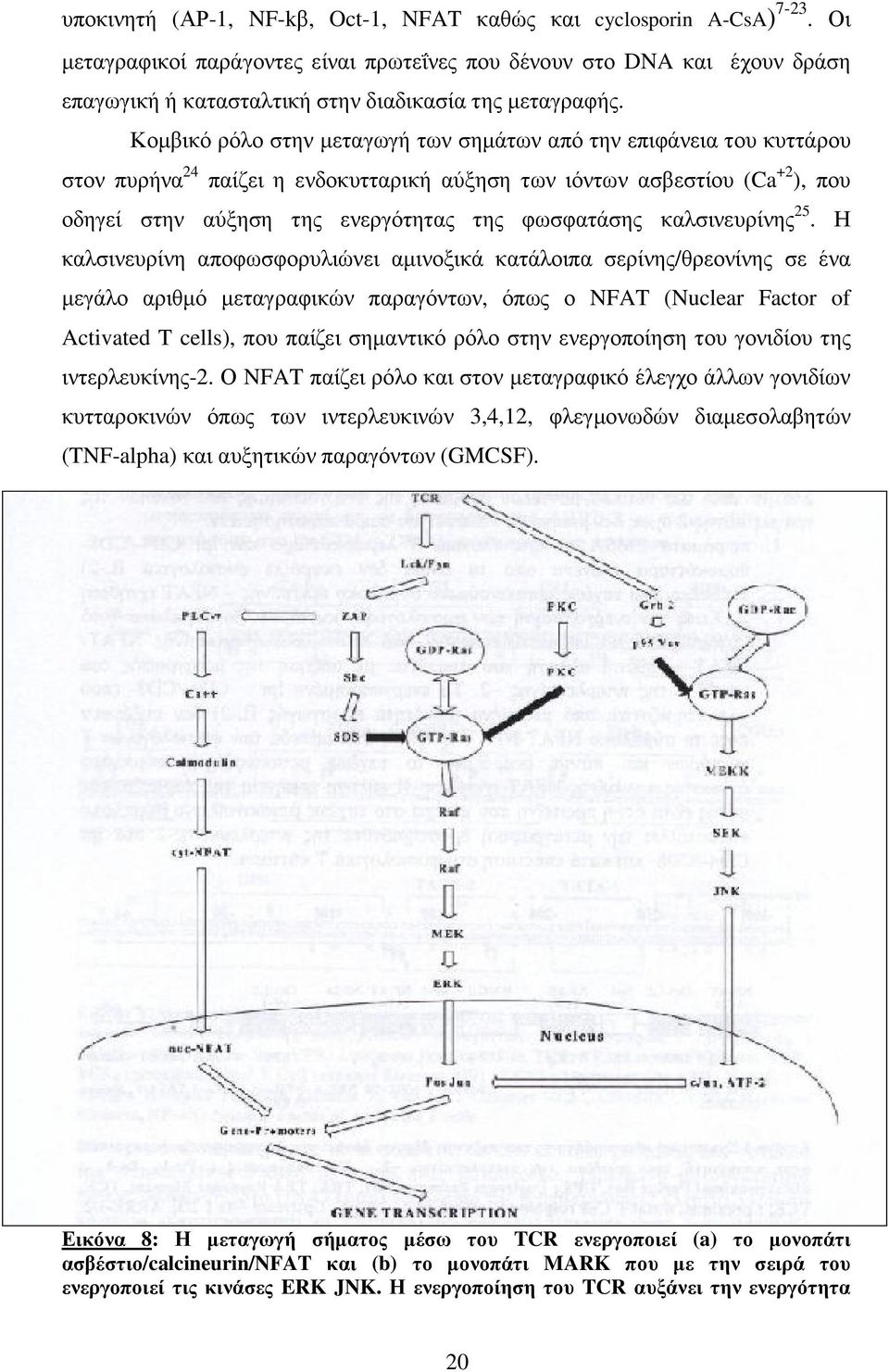 Κοµβικό ρόλο στην µεταγωγή των σηµάτων από την επιφάνεια του κυττάρου στον πυρήνα 24 παίζει η ενδοκυτταρική αύξηση των ιόντων ασβεστίου (Ca +2 ), που οδηγεί στην αύξηση της ενεργότητας της φωσφατάσης