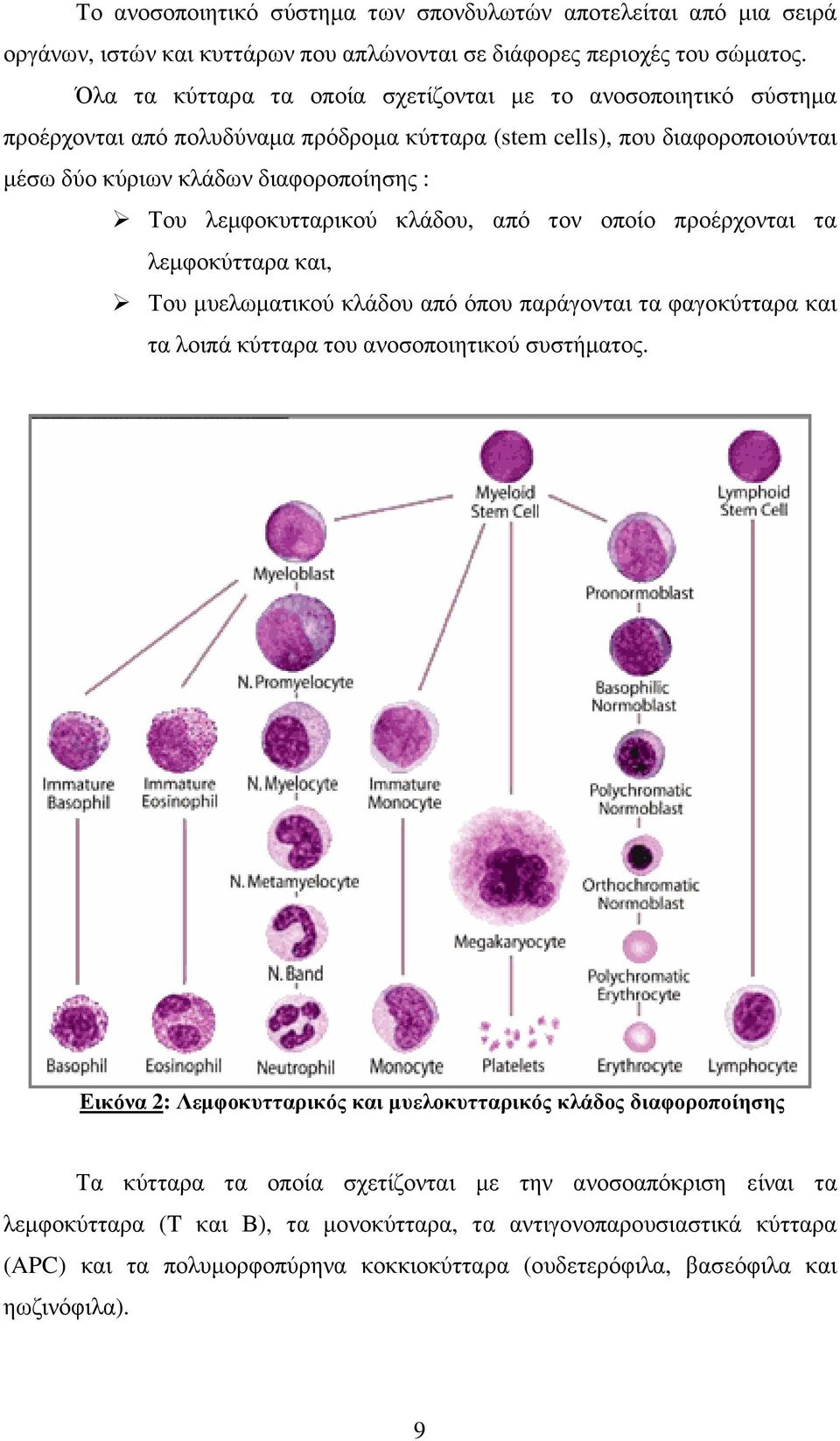 λεµφοκυτταρικού κλάδου, από τον οποίο προέρχονται τα λεµφοκύτταρα και, Του µυελωµατικού κλάδου από όπου παράγονται τα φαγοκύτταρα και τα λοιπά κύτταρα του ανοσοποιητικού συστήµατος.