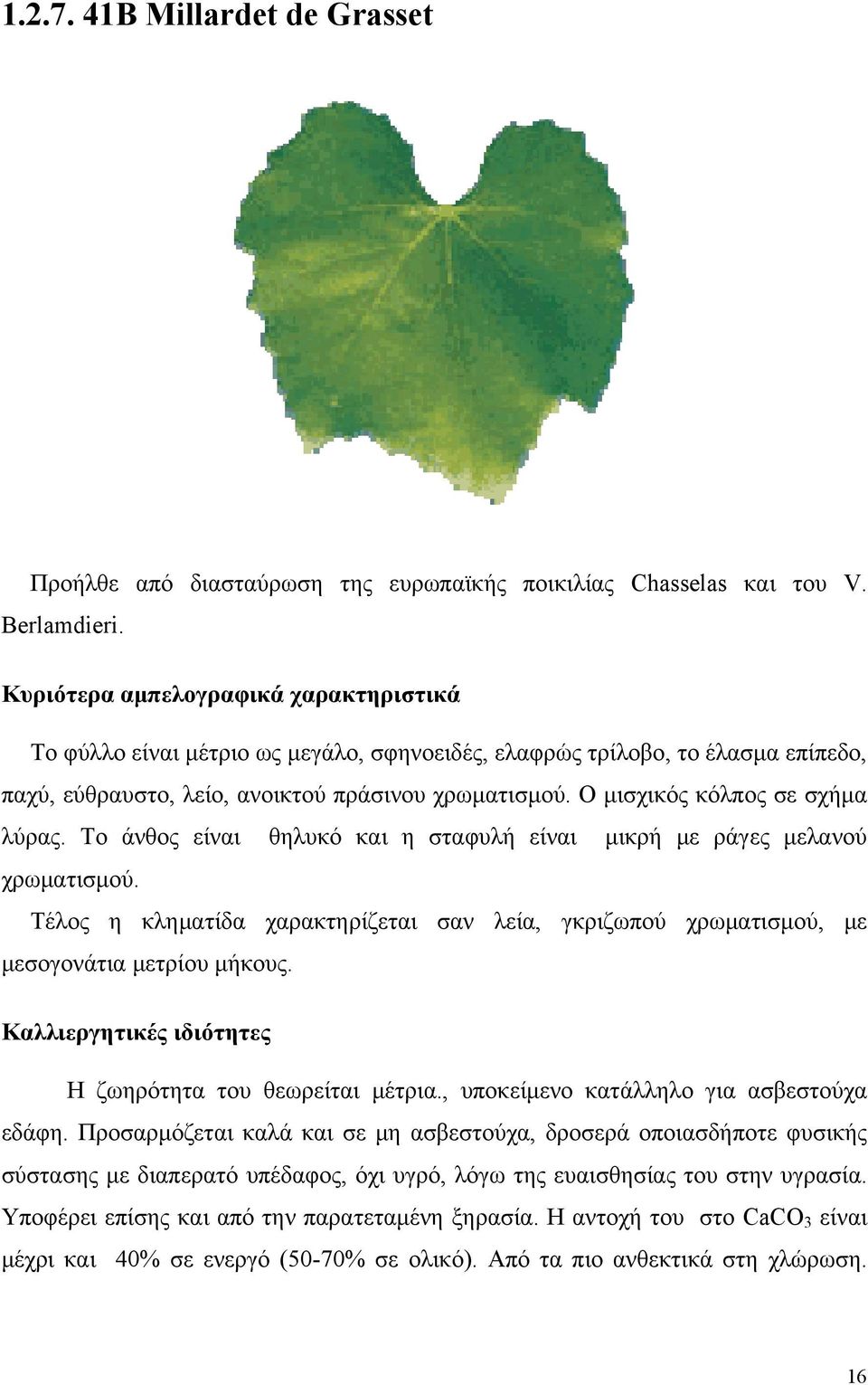 Ο μισχικός κόλπος σε σχήμα λύρας. Το άνθος είναι θηλυκό και η σταφυλή είναι μικρή με ράγες μελανού χρωματισμού.