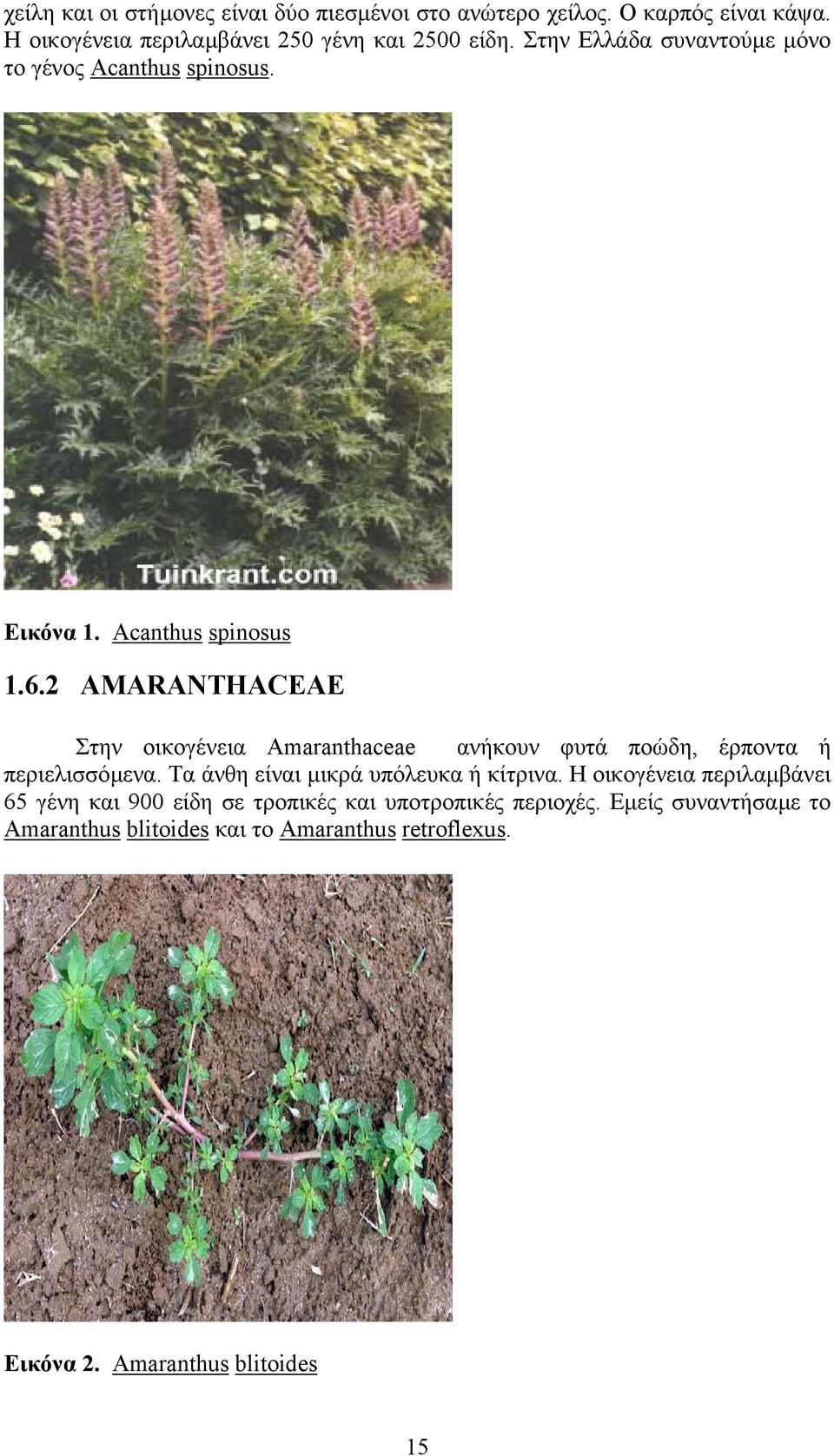 2 AMARANTHACEAE Στην οικογένεια Amaranthaceae ανήκουν φυτά ποώδη, έρποντα ή περιελισσόµενα. Τα άνθη είναι µικρά υπόλευκα ή κίτρινα.