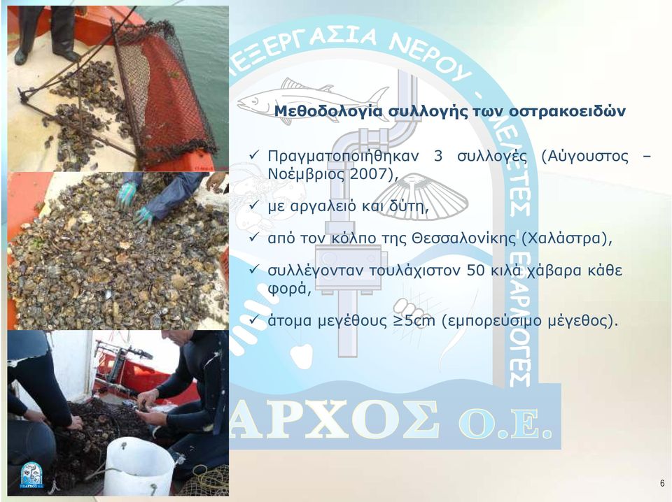 τον κόλπο της Θεσσαλονίκης (Χαλάστρα), συλλέγονταν τουλάχιστον