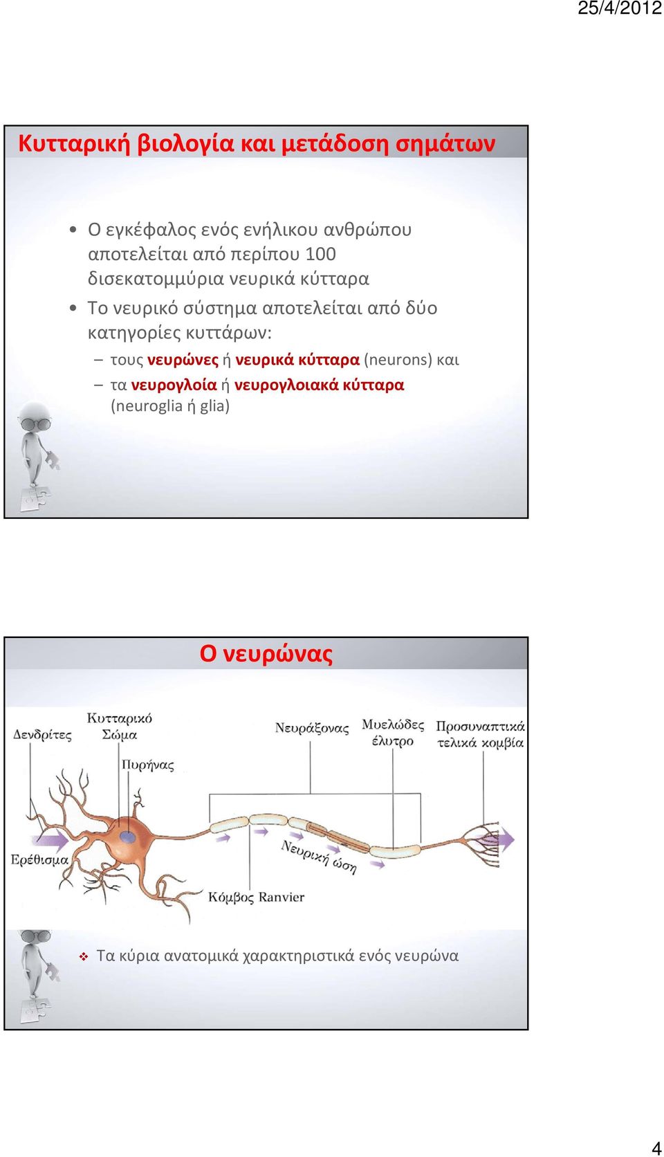 κατηγορίες κυττάρων: τους νευρώνες ή νευρικά κύτταρα (neurons) και τα νευρογλοία ή