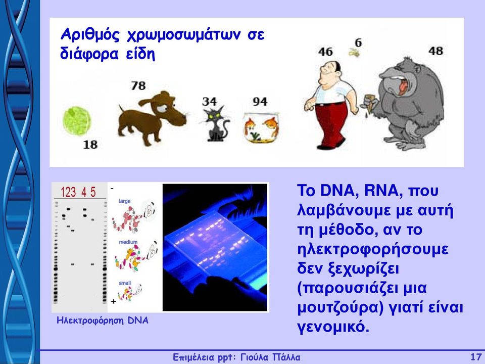 ηλεκτροφορήσουμε δεν ξεχωρίζει (παρουσιάζει μια