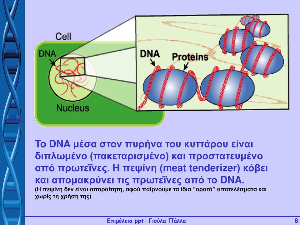 Η πεψίνη (meat tenderizer) κόβει και απομακρύνει τις πρωτεΐνες από το DNA.