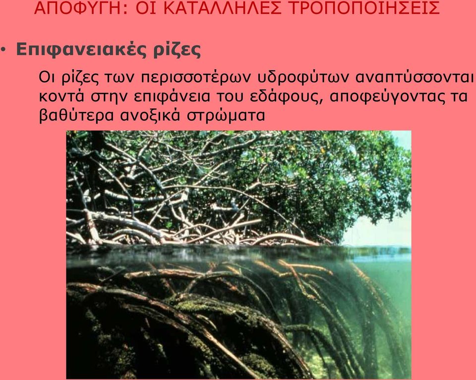 υδροφύτων αναπτύσσονται κοντά στην επιφάνεια