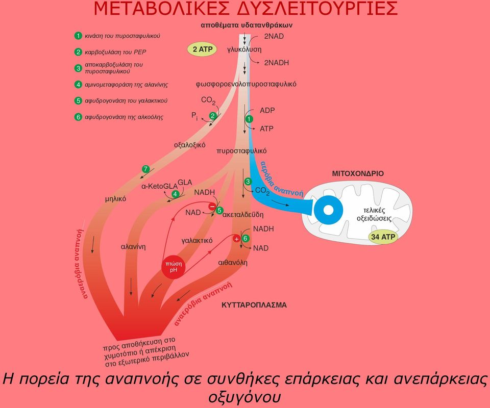 αερόβια αναπν ή αναερόβια αναπνοή μηλικό 7 αλανίνη GLA α-ketogla 4 NADH πτώση ph NAD γαλακτικό αναερόβια α απν 5 ακεταλδεΰδη αιθανόλη ν οή + 6 3 CO 2 NADH NAD