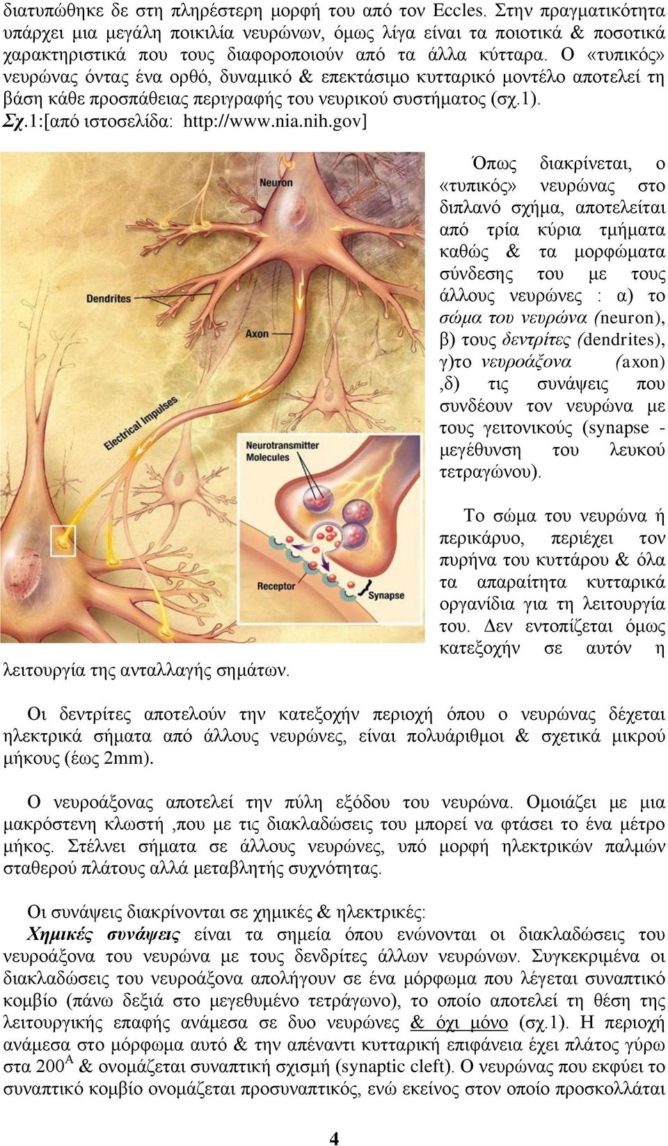 Ο «τυπικός» νευρώνας όντας ένα ορθό, δυναμικό & επεκτάσιμο κυτταρικό μοντέλο αποτελεί τη βάση κάθε προσπάθειας περιγραφής του νευρικού συστήματος (σχ.1). Σχ.1:[από ιστοσελίδα: http://www.nia.nih.