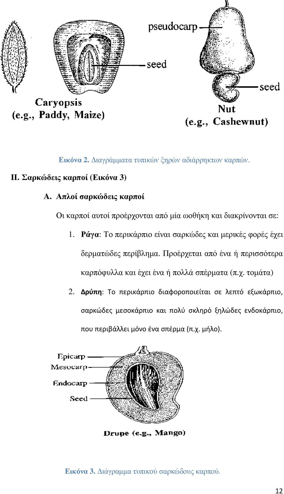 Ράγα: Το περικάρπιο είναι σαρκώδες και μερικές φορές έχει δερματώδες περίβλημα.