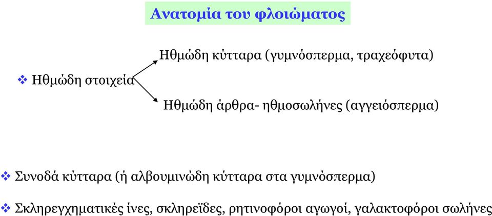 (αγγειόσπερμα) Συνοδά κύτταρα (ή αλβουμινώδη κύτταρα στα