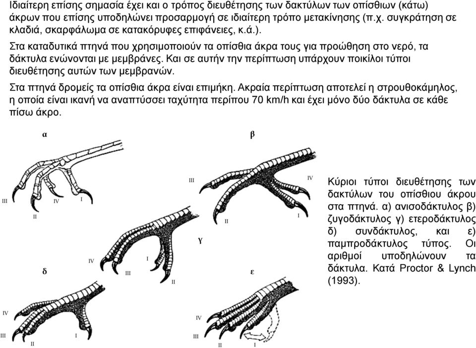 Και σε αυτήν την περίπτωση υπάρχουν ποικίλοι τύποι διευθέτησης αυτών των μεμβρανών. Στα πτηνά δρομείς τα οπίσθια άκρα είναι επιμήκη.