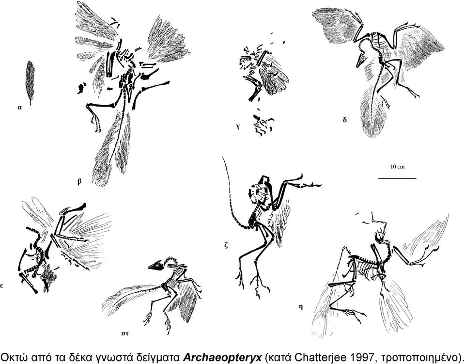 δείγματα Archaeopteryx