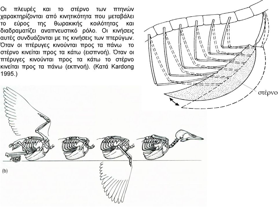 Οι κινήσεις αυτές συνδυάζονται με τις κινήσεις των πτερύγων.