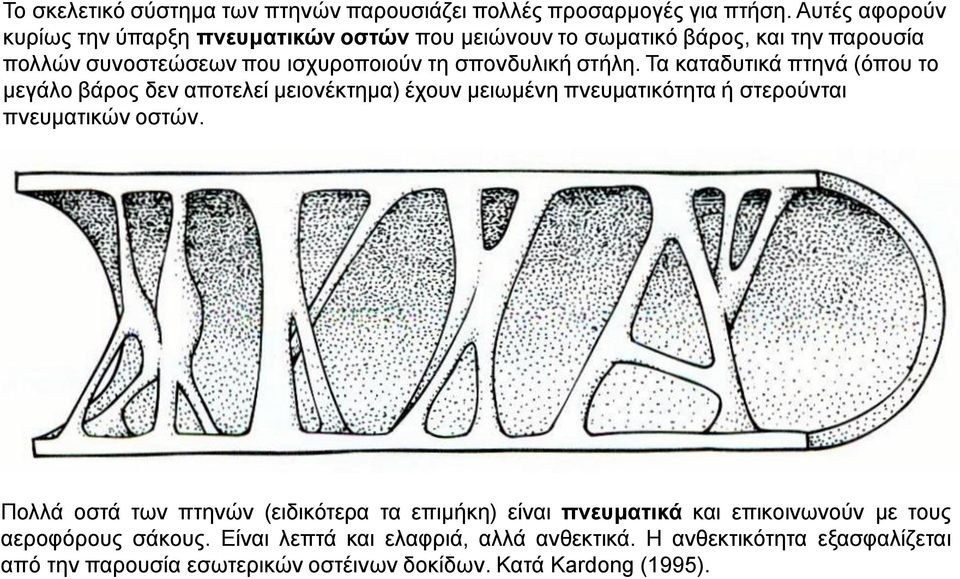 στήλη. Τα καταδυτικά πτηνά (όπου το μεγάλο βάρος δεν αποτελεί μειονέκτημα) έχουν μειωμένη πνευματικότητα ή στερούνται πνευματικών οστών.