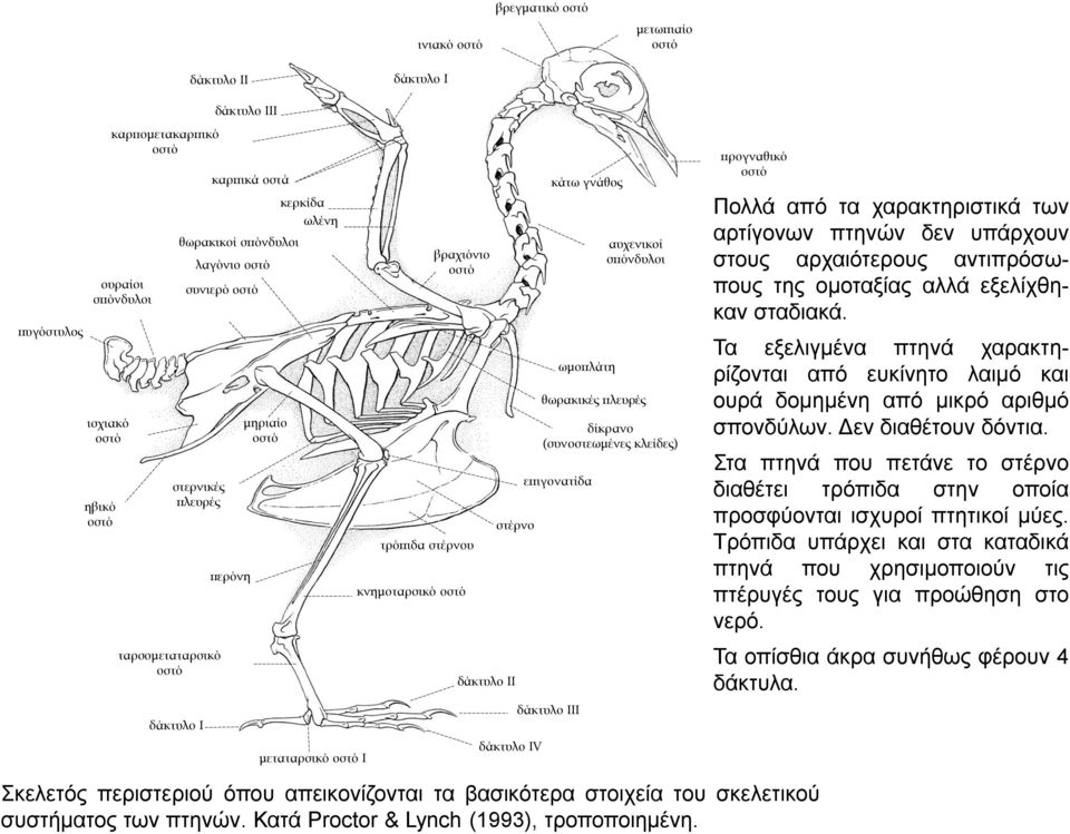 δίκρανο (συνοστεωμένες κλείδες) επιγονατίδα δάκτυλο ΙΙΙ κάτω γνάθος ωμοπλάτη αυχενικοί σπόνδυλοι θωρακικές πλευρές προγναθικό οστό Πολλά από τα χαρακτηριστικά των αρτίγονων πτηνών δεν υπάρχουν στους