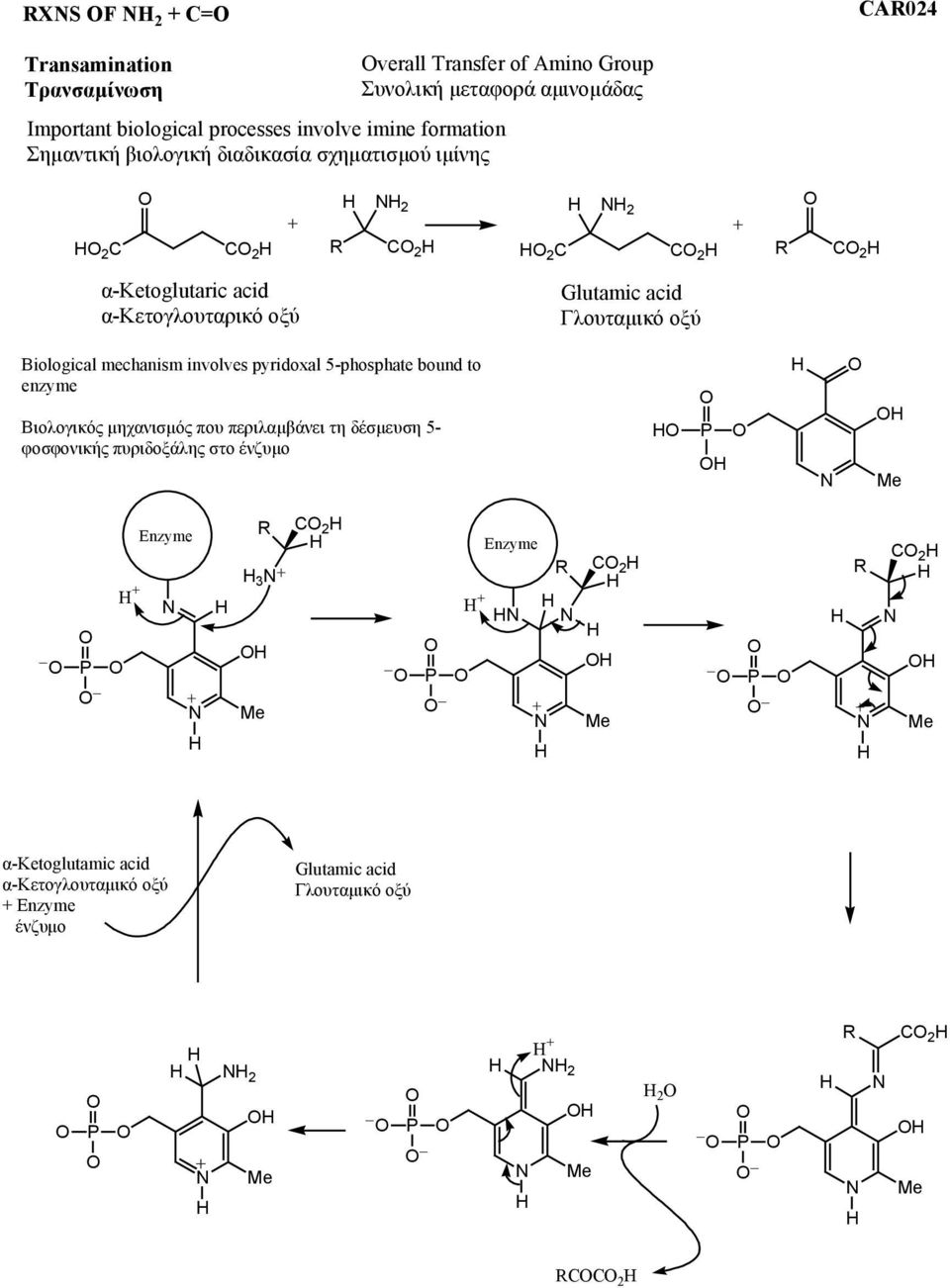 Γλουταµικό οξύ Biological mechanism involves pyridoxal 5-phosphate bound to enzyme Βιολογικός µηχανισµός που περιλαµβάνει τη δέσµευση 5- φοσφονικής