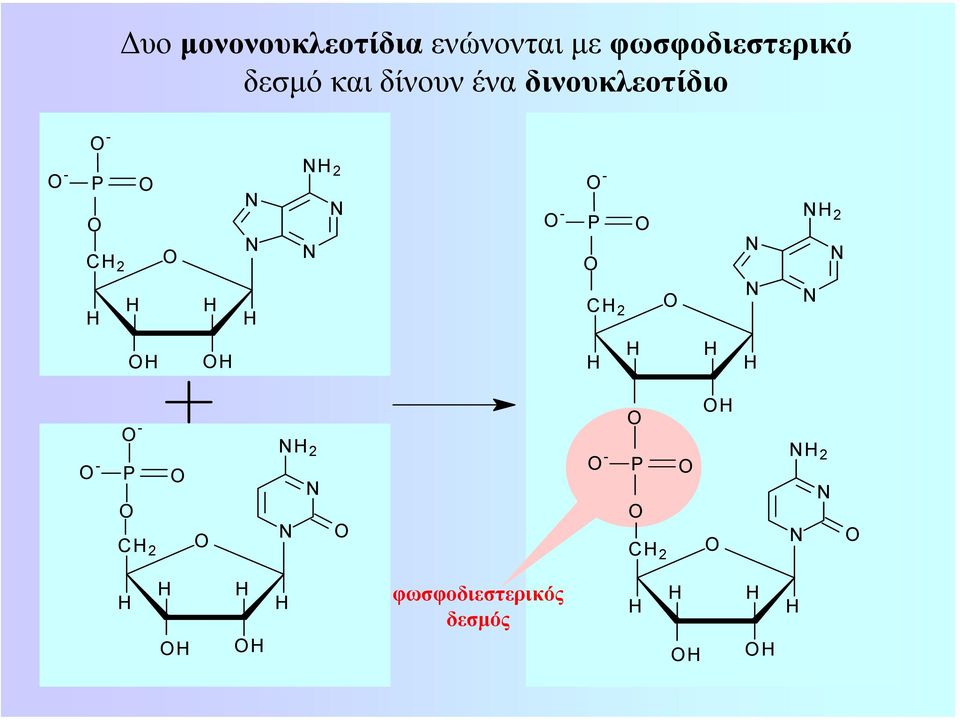 δινουκλεοτίδιο Ο - Ο - P Ο 2 2 Ο - Ο - P Ο 2