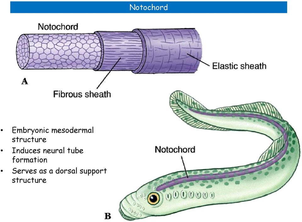 Induces neural tube