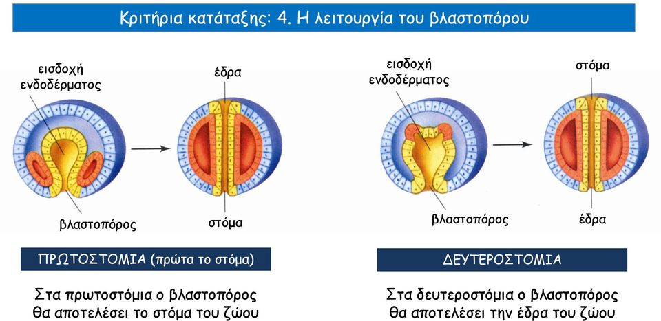 στόμα βλαστοπόρος στόμα βλαστοπόρος έδρα ΠΡΩΤΟΣΤΟΜΙΑ (πρώτα το στόμα) Στα