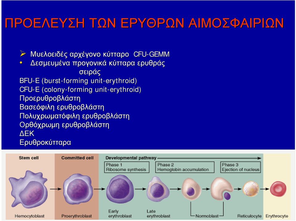 unit-erythroid erythroid) CFU-E E (colony-forming unit-erythroid erythroid)