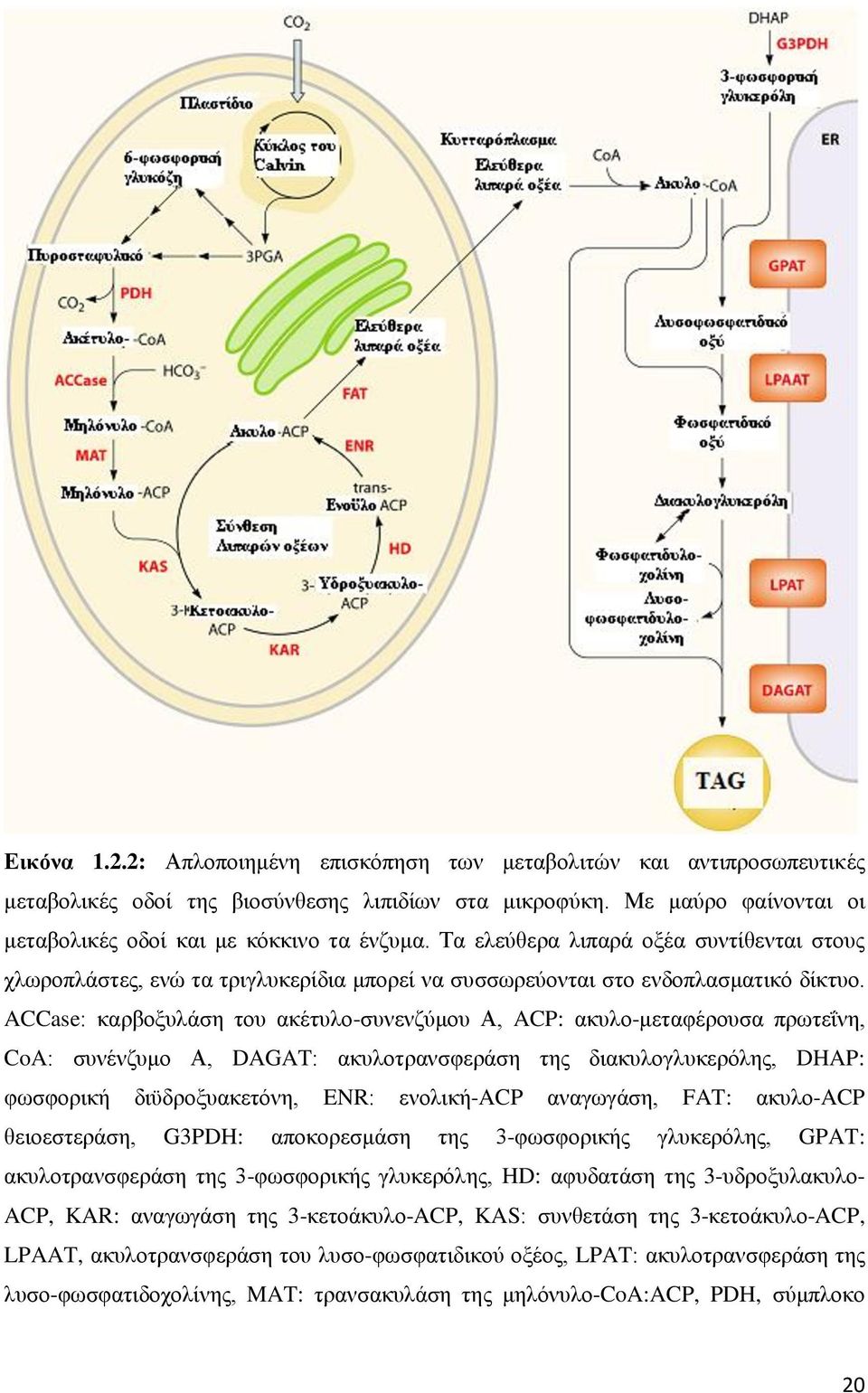 ACCase: θαξβνμπιάζε ηνπ αθέηπιν-ζπλελδχκνπ Α, ACP: αθπιν-κεηαθέξνπζα πξσηεΐλε, CoA: ζπλέλδπκν Α, DAGAT: αθπινηξαλζθεξάζε ηεο δηαθπινγιπθεξφιεο, DHAP: θσζθνξηθή δηυδξνμπαθεηφλε, ENR: ελνιηθή-acp