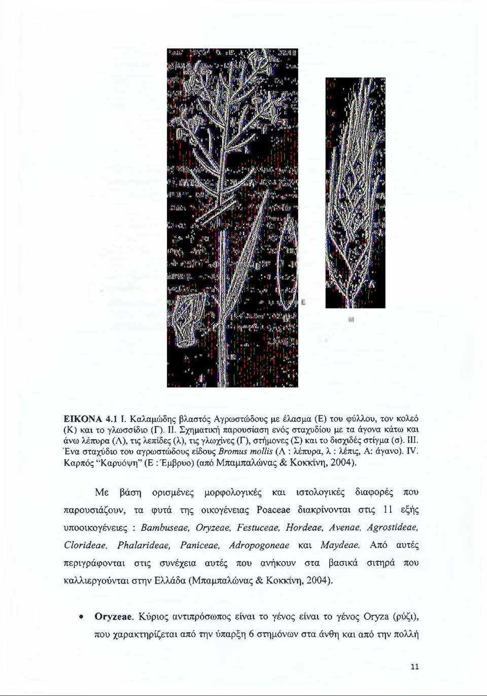 Ένα σταχύδιο του αγρωστώδους είδους Bromus mollis (Λ : λέπυρα, λ : λέπις, Α: άγανο). IV. Καρπός Καρυόψη (Ε : Έμβρυο) (από Μπαμπαλώνας & Κόκκινη, 2004).