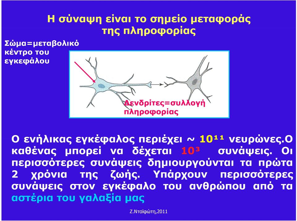 ο καθένας μπορεί να δέχεται 10³ συνάψεις.