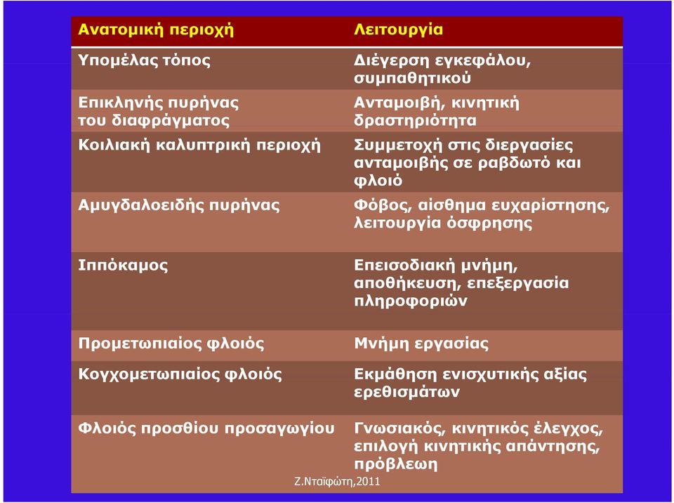 ευχαρίστησης, λειτουργία όσφρησης Ιππόκαμος Προμετωπιαίος φλοιός Κογχομετωπιαίος φλοιός Επεισοδιακή μνήμη, αποθήκευση, επεξεργασία