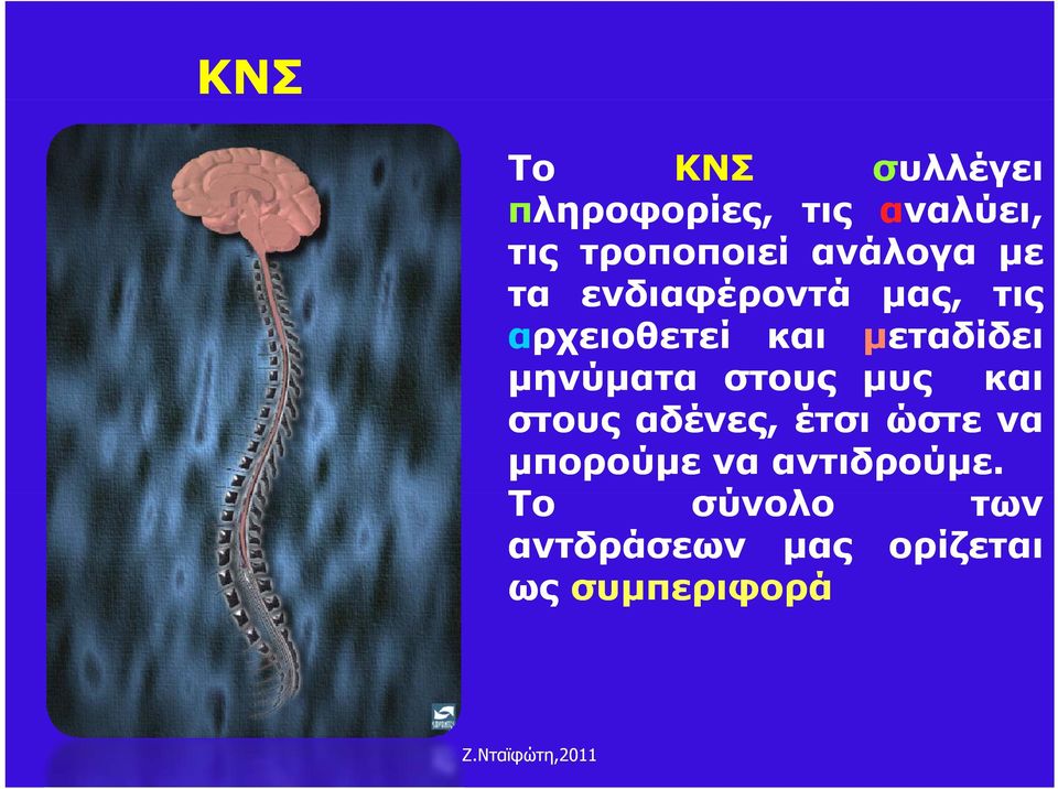 μηνύματα μ στους μυς και στους αδένες, έτσι ώστε να μπορούμε