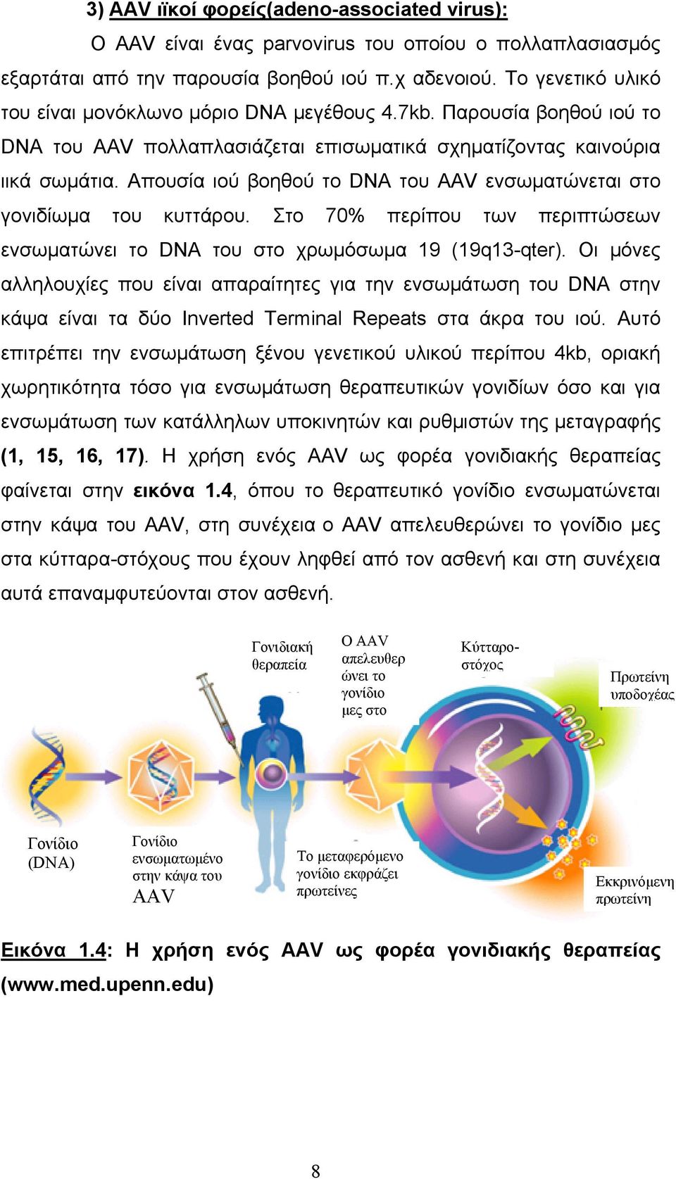 Απουσία ιού βοηθού το DNA του AAV ενσωματώνεται στο γονιδίωμα του κυττάρου. Στο 70% περίπου των περιπτώσεων ενσωματώνει το DNA του στο χρωμόσωμα 19 (19q13-qter).