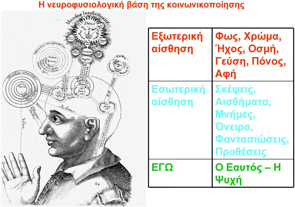 Χρώµα, Ήχος, Οσµή, Γεύση, Πόνος, Αφή Σκέψεις,