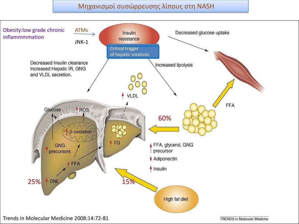 JNK-1 Critical trigger of hepatic sreatosis