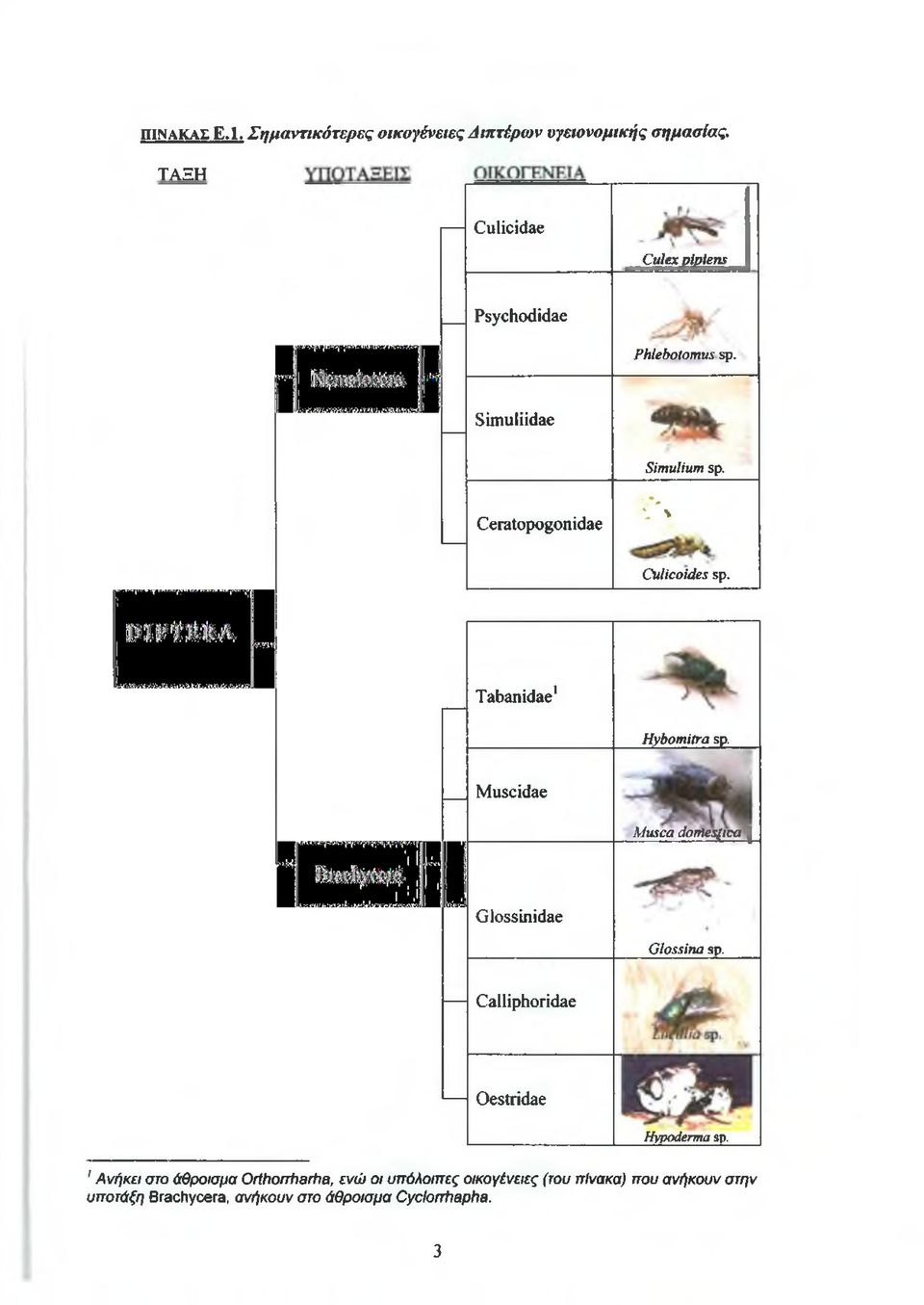 .# \ \ C ulicoides sp. Tabanidae1 H ybom itra sp. Muscidae M usca dom esjica ] Glossinidae G lossina sp.