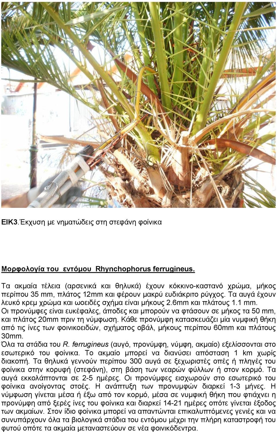 Τα αυγά έχουν λευκό κρεμ χρώμα και ωοειδές σχήμα είναι μήκους 2.6mm και πλάτους 1.1 mm. Οι προνύμφες είναι ευκέφαλες, άποδες και μπορούν να φτάσουν σε μήκος τα 50 mm, και πλάτος 20mm πριν τη νύμφωση.