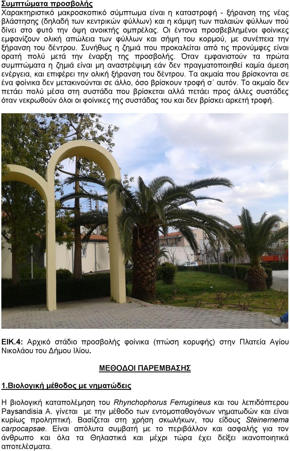 Συνήθως η ζημιά που προκαλείται από τις προνύμφες είναι ορατή πολύ μετά την έναρξη της προσβολής.