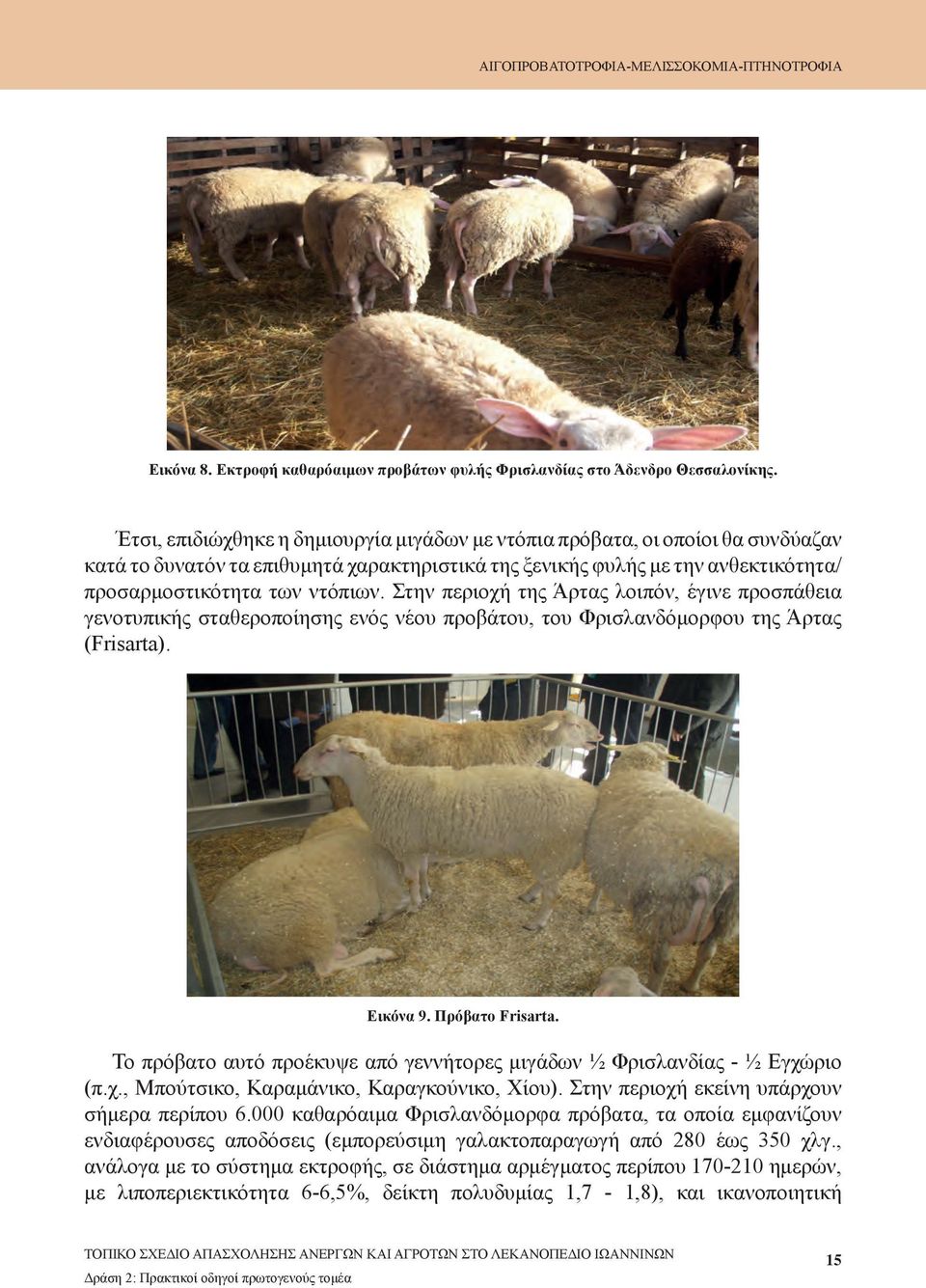 Στην περιοχή της Άρτας λοιπόν, έγινε προσπάθεια γενοτυπικής σταθεροποίησης ενός νέου προβάτου, του Φρισλανδόμορφου της Άρτας (Frisarta). Εικόνα 9. Πρόβατο Frisarta.