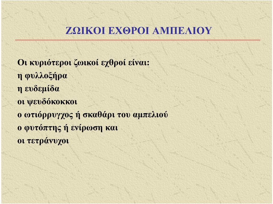 ευδεµίδα οι ψευδόκοκκοι ο ωτιόρρυγχος ή