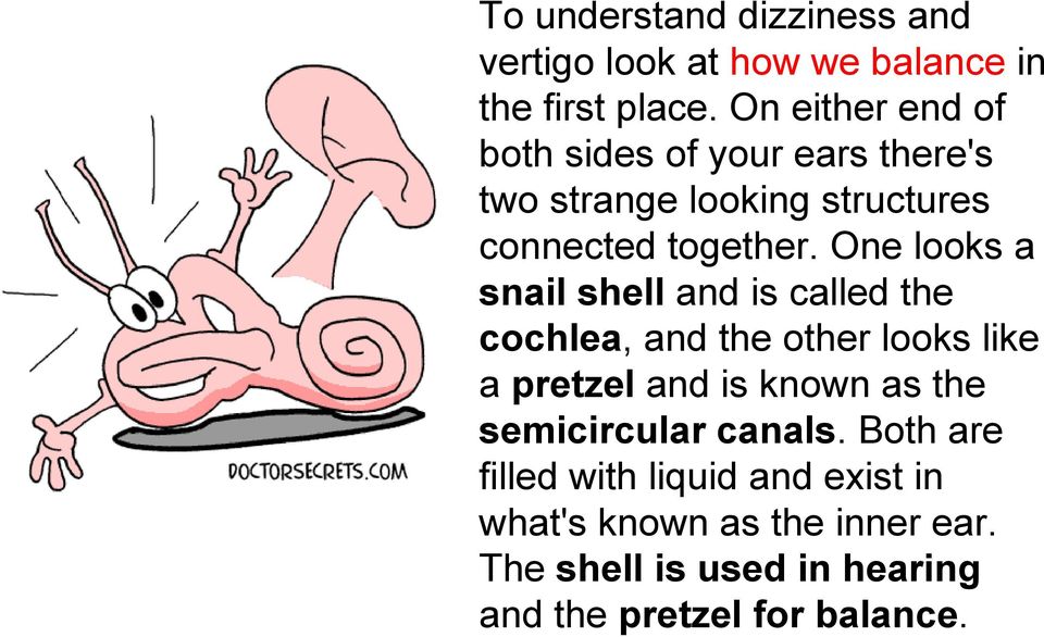 One looks a snail shell and is called the cochlea, and the other looks like a pretzel and is known as the