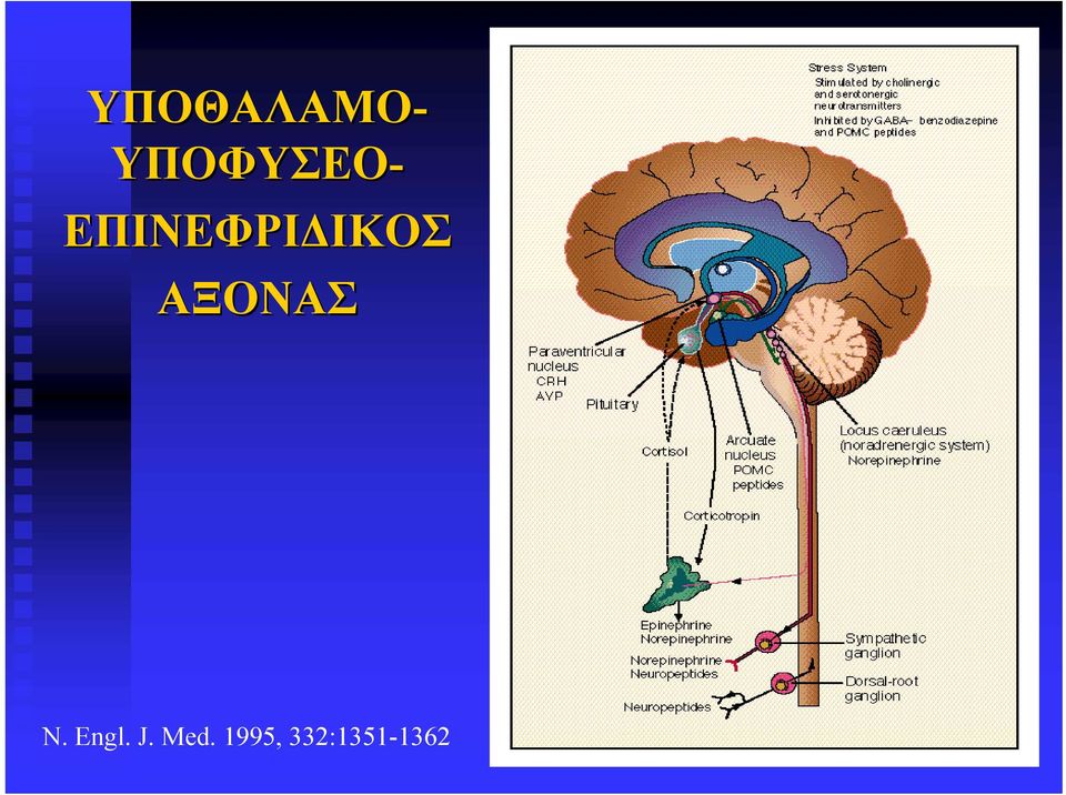 ΕΠΙΝΕΦΡΙΔΙΚΟΣ