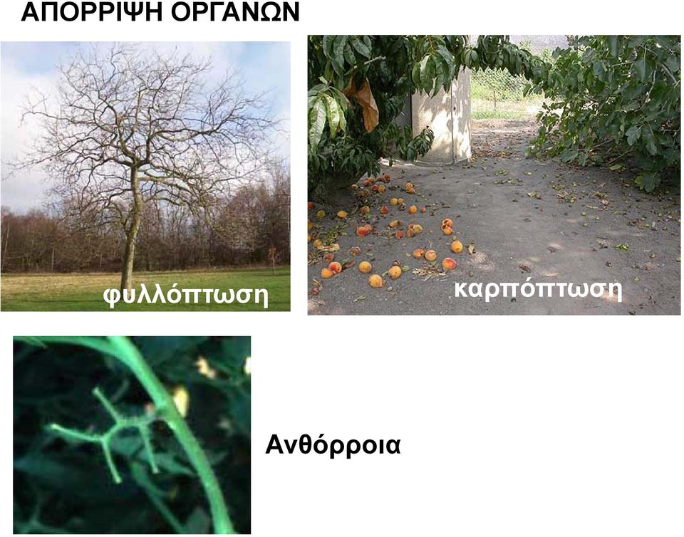 φυλλόπτωση