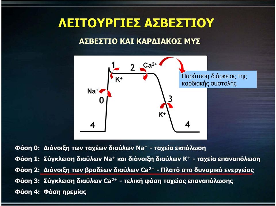 + και διάνοιξη διαύλων Κ + - ταχεία επαναπόλωση Φάση 2: Διάνοιξη των βραδέων διαύλων Ca 2+ - Πλατό