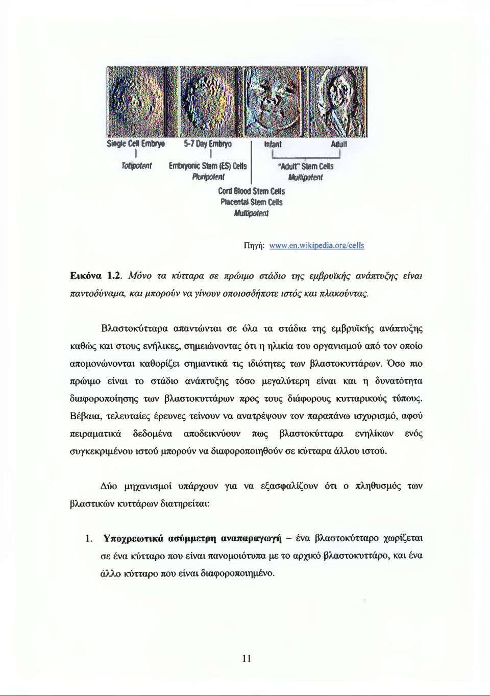 Βλαστοκύτταρα απαντώνται σε όλα τα στάδια της εμβρυϊκής ανάπτυξης καθώς και στους ενήλικες, σημειώνοντας ότι η ηλικία του οργανισμού από τον οποίο απομονώνονται καθορίζει σημαντικά τις ιδιότητες των