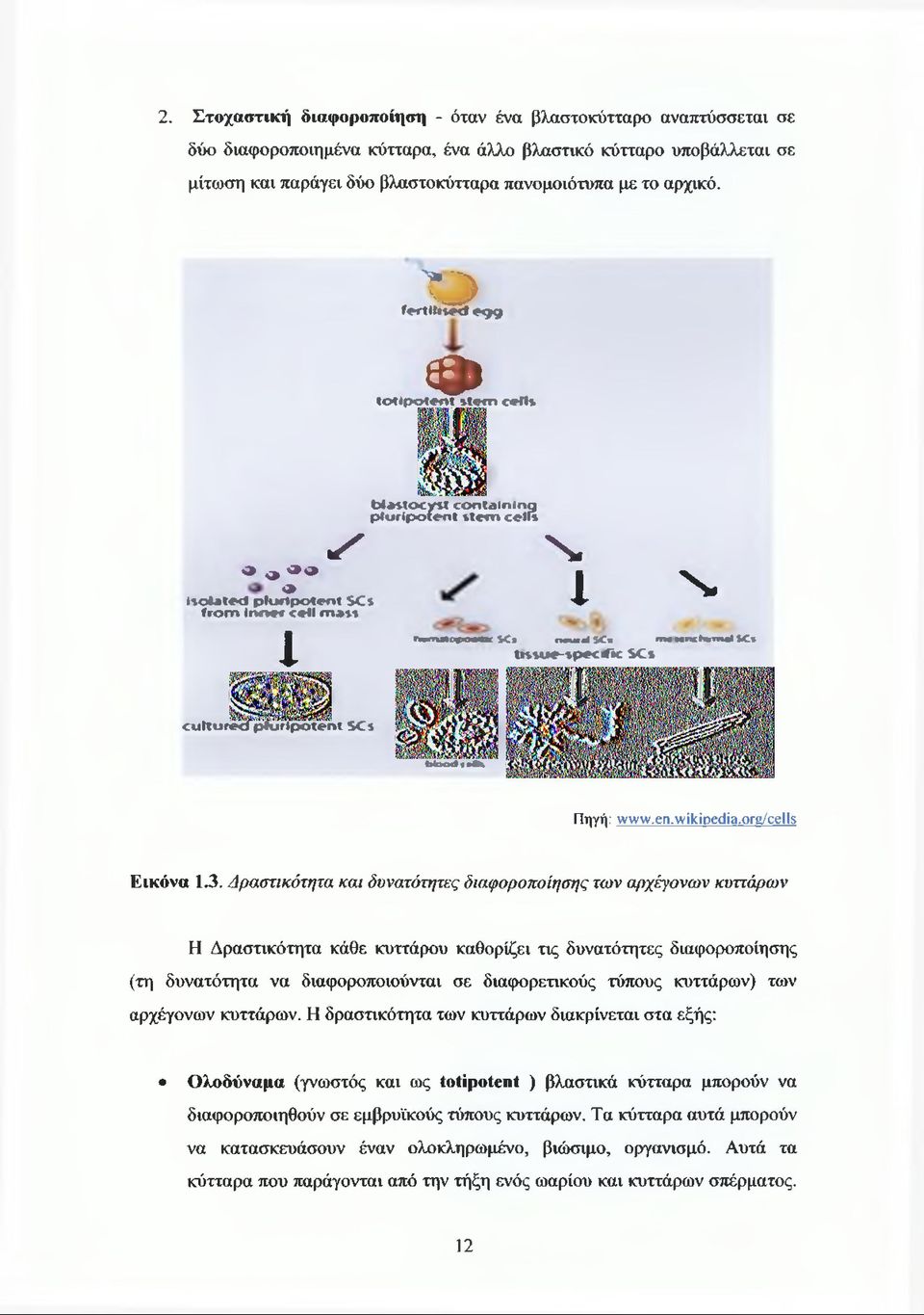 «9 9 Φ to tip o te n t ite m celts y a d» a» is o la te d p lu r ip o te n t SCs fro m in n e r cell m a s s X b la s to c y s t c o n ta in in g p lu r ip o te n t s te m cells N.