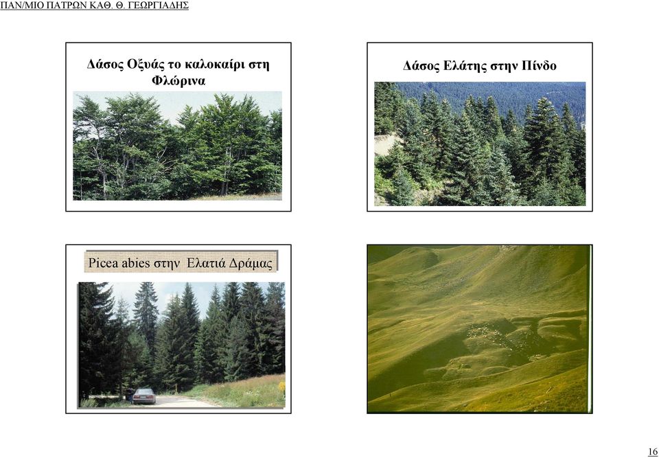 Picea abies στην Ελατιά Δράμας